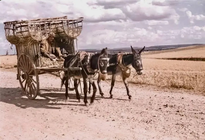 CARRO TIRADO POR BURROS