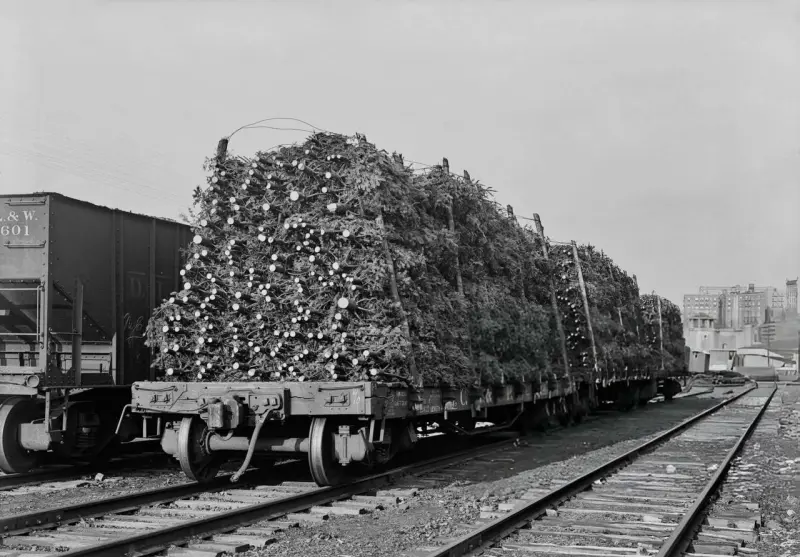 Train Loaded with Freshly Cut Christmas Trees