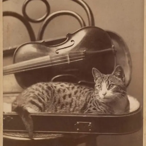 Cabinet card of “musical” cat