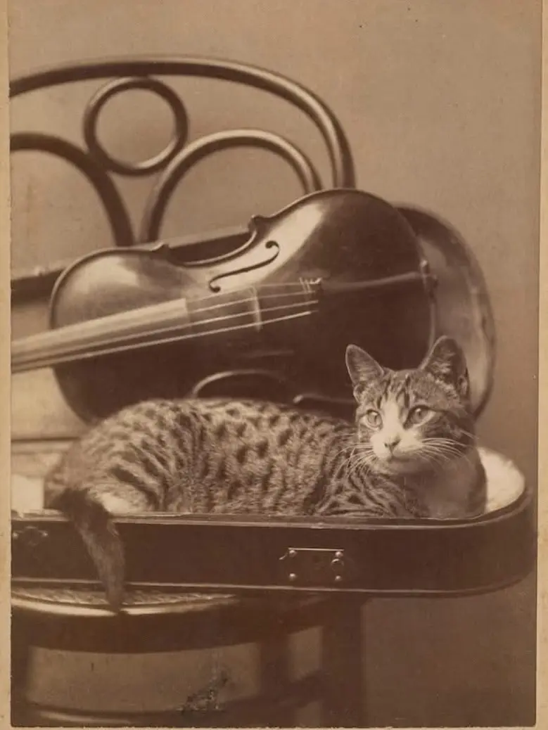 Cabinet card of “musical” cat