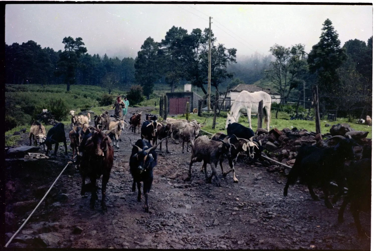 Rebaño de cabras en Roque Faro