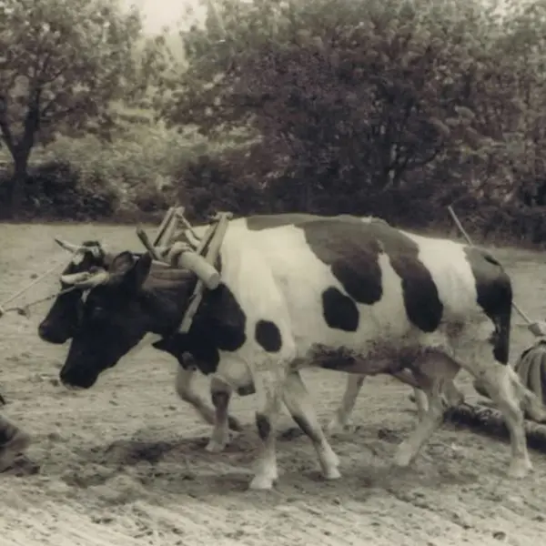 Galicia rural.