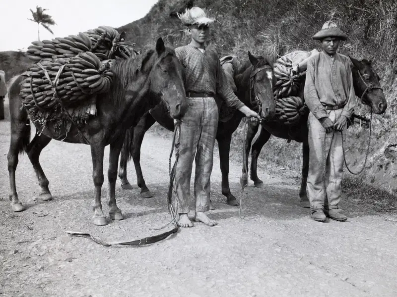 Trabajadores transportando bananas