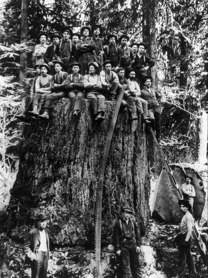 Loggers Sit On A Giant Sequoia Tree Stump