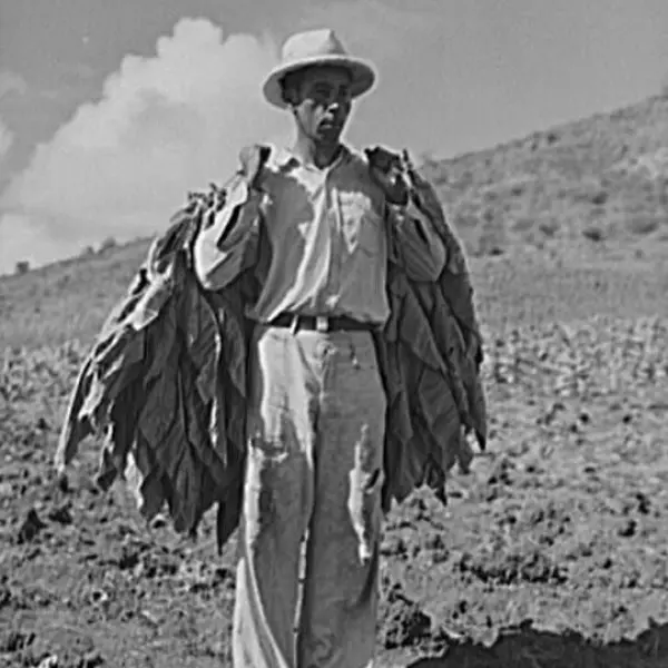 Cosechando hojas de tabaco