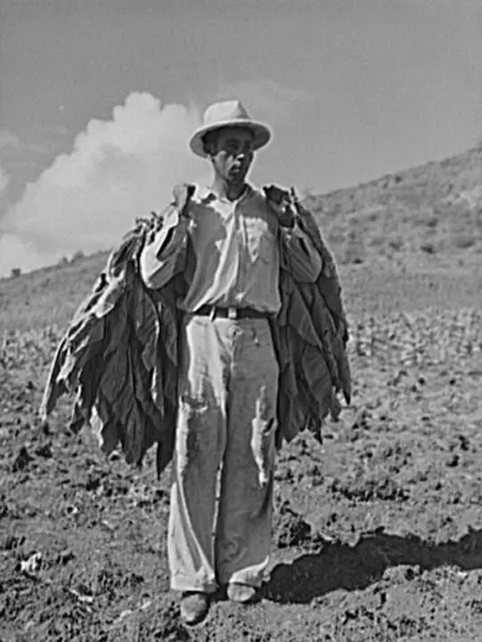 Cosechando hojas de tabaco