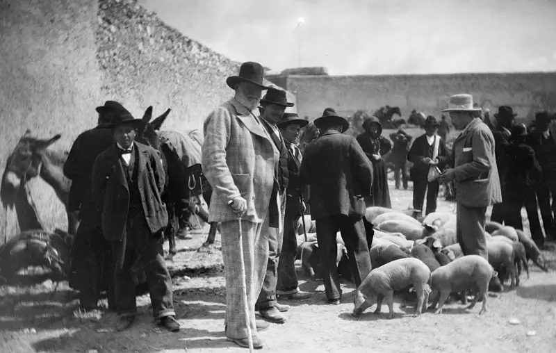 En el mercado de ganado.