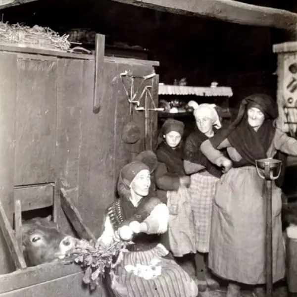 Una mujer alimenta un ternero.