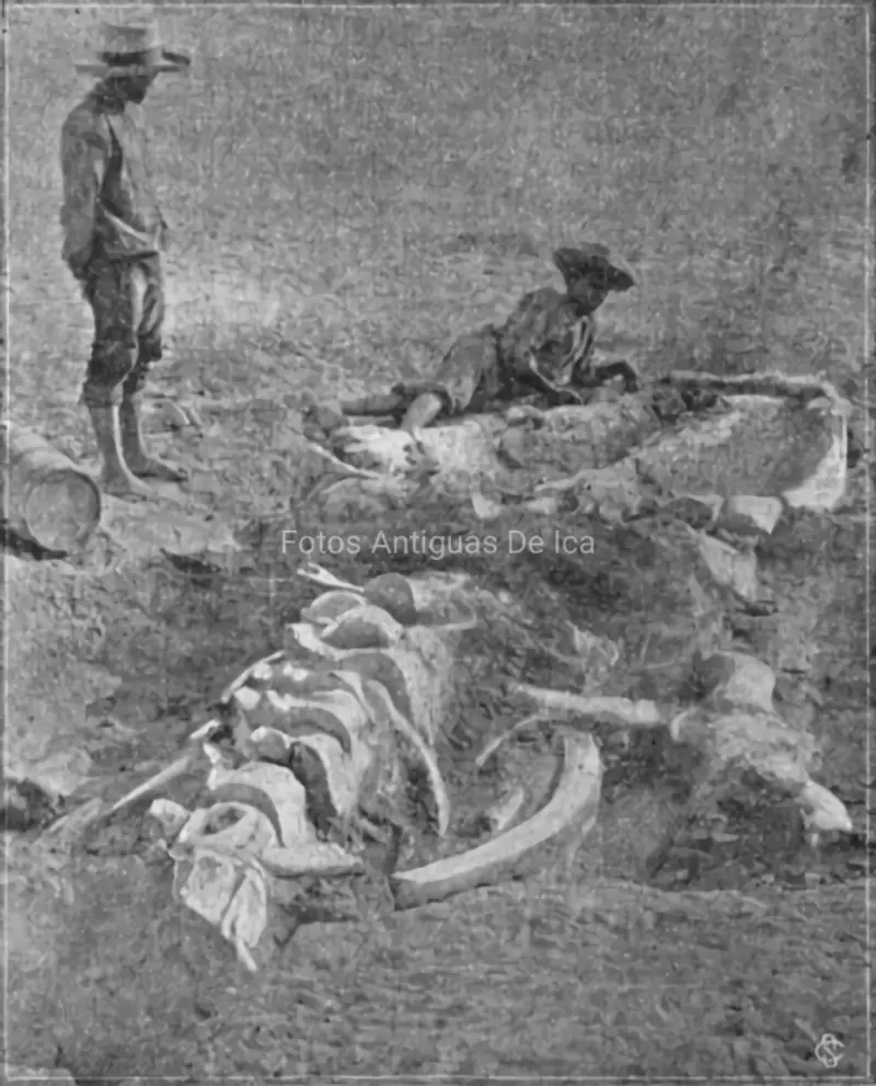 FOSIL DE BALLENA DE OCUCAJE