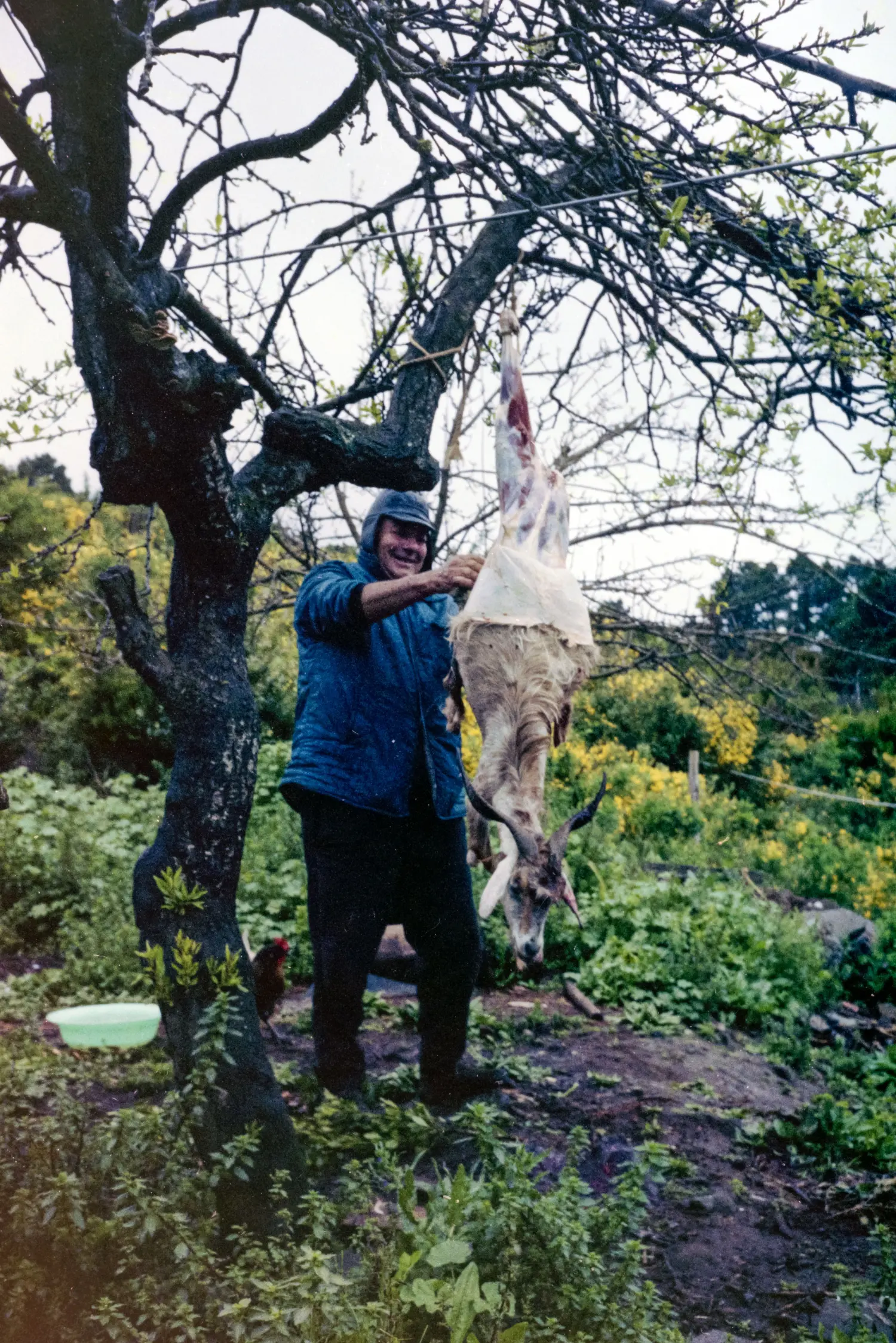 Preparación de una cabra - Roque Faro. 