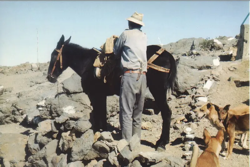 Llegada de los suministros con mula. 