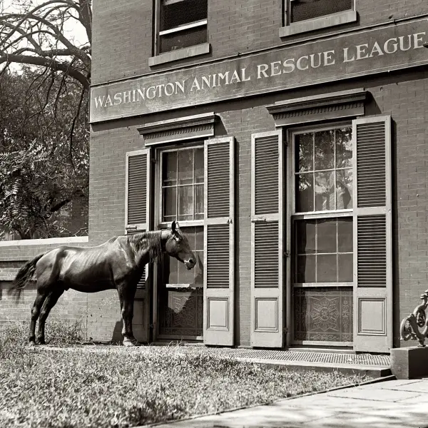 A horse 