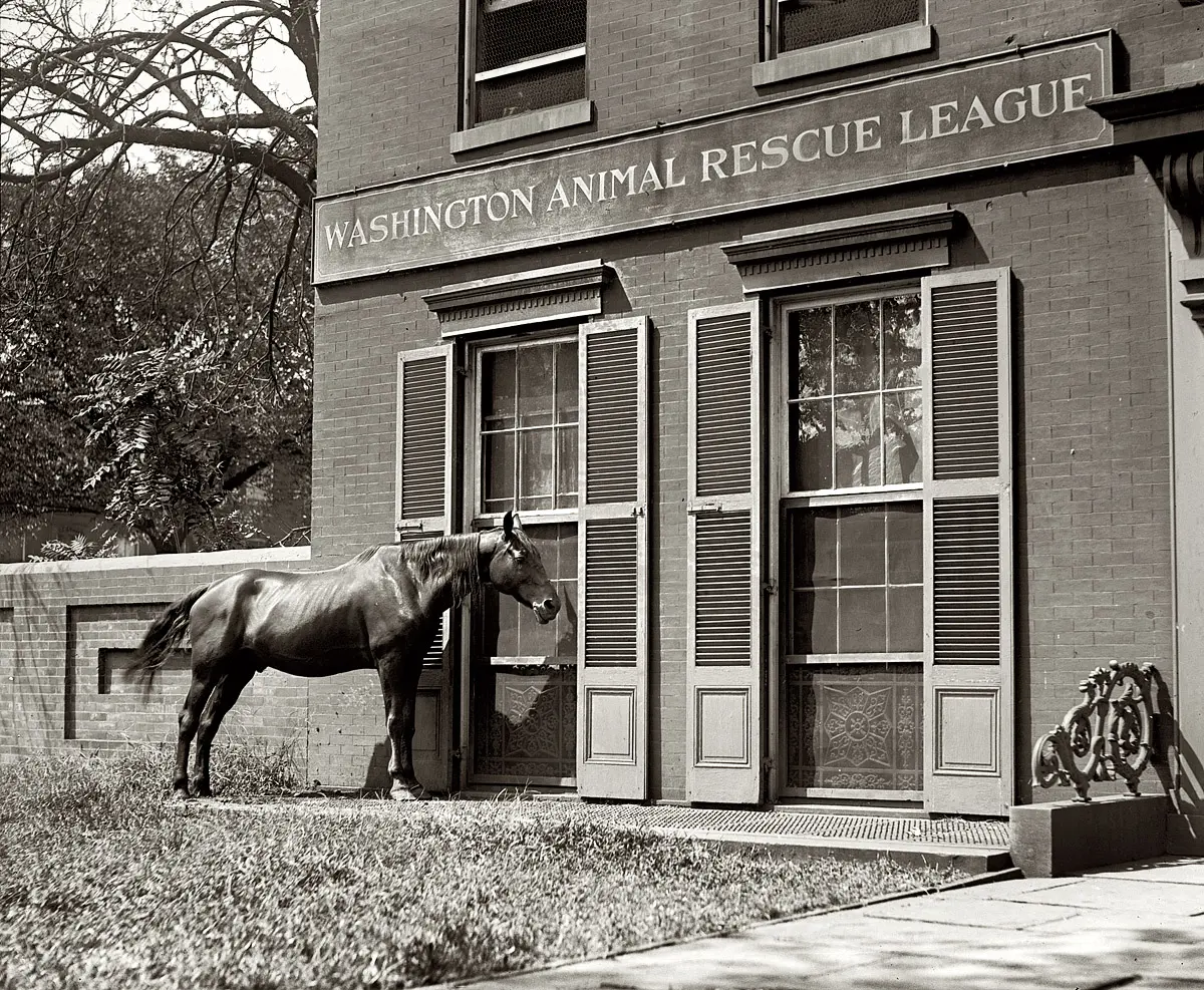 A horse 