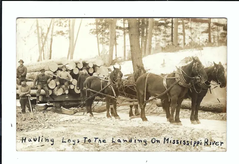 Hauling logs to the landing on the Mississippi River.