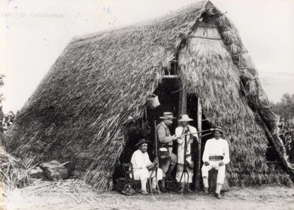 Construcción vegetal