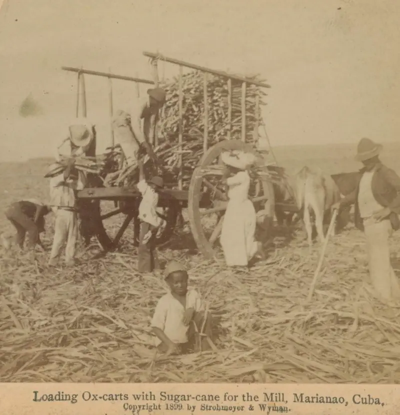 Cargado la carreta de caña