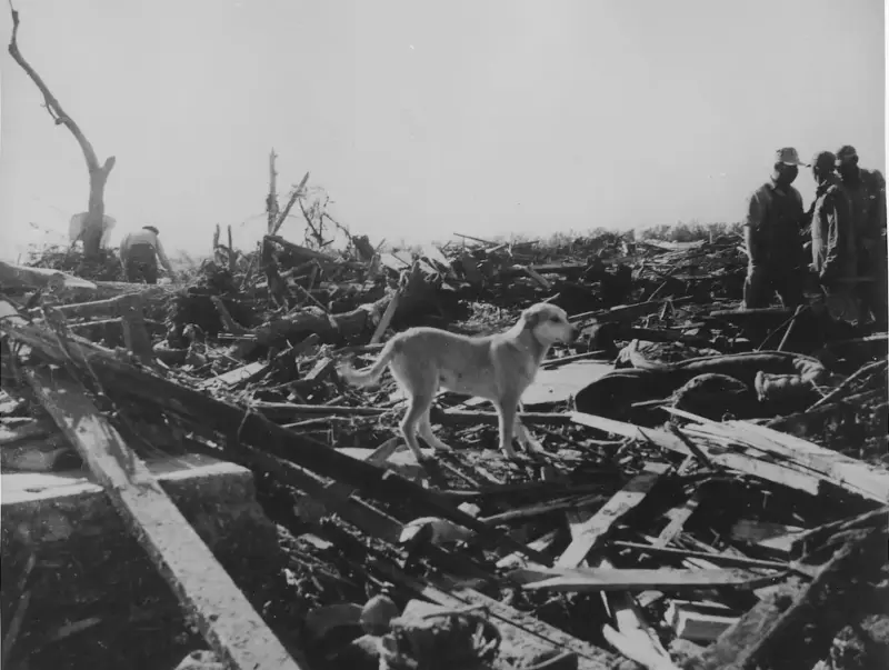 Men and dog inspect rubble left by tornado