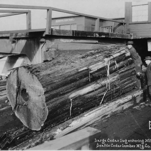 Large cedar log