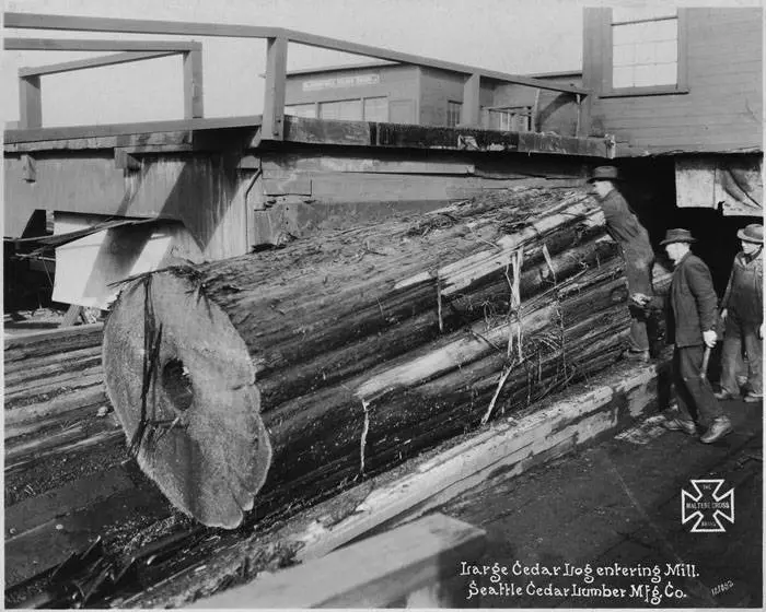 Large cedar log