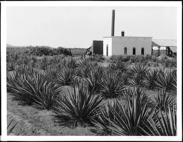 Plantación de maguey 