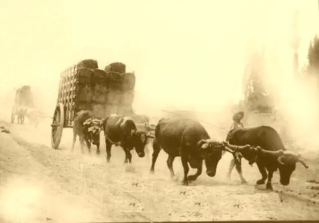 Carretas de trilla – Trabajo y esfuerzo en el campo