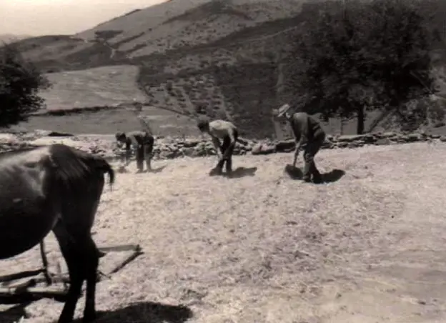 Gevatos dándole la vuelta a la parva