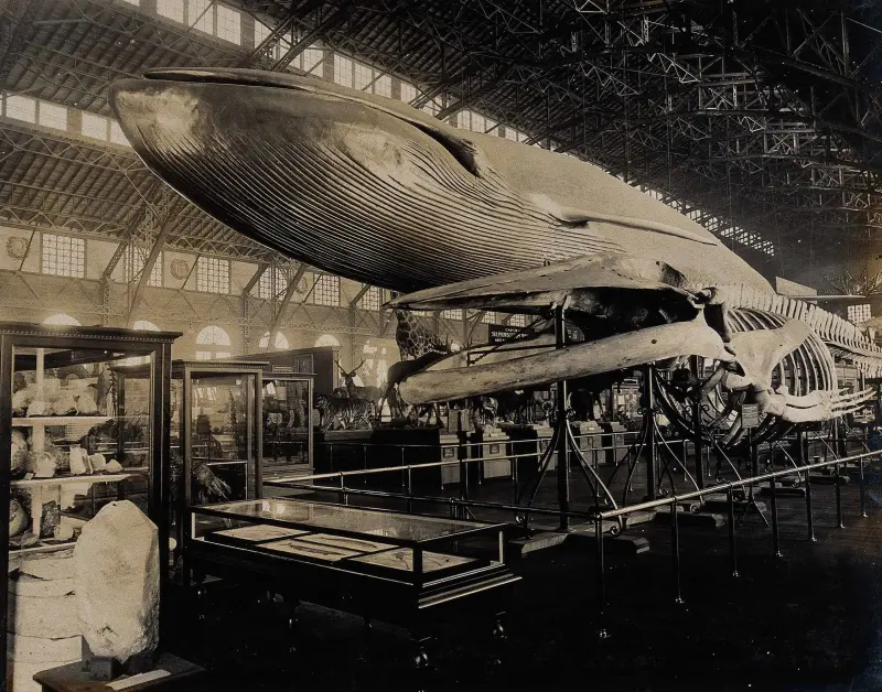 Natural History exhibit at the 1904 World's Fair