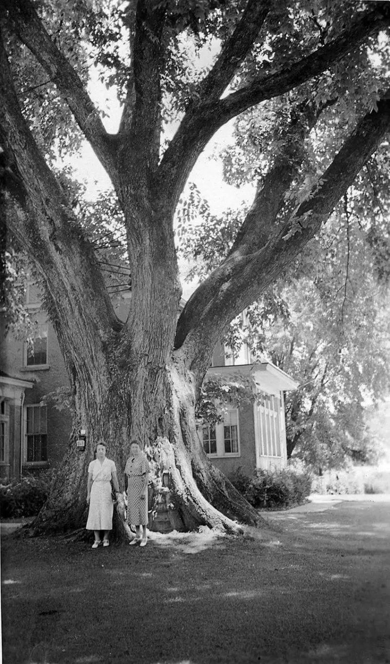World's Largest Elm Tree AT Muskingum Drive