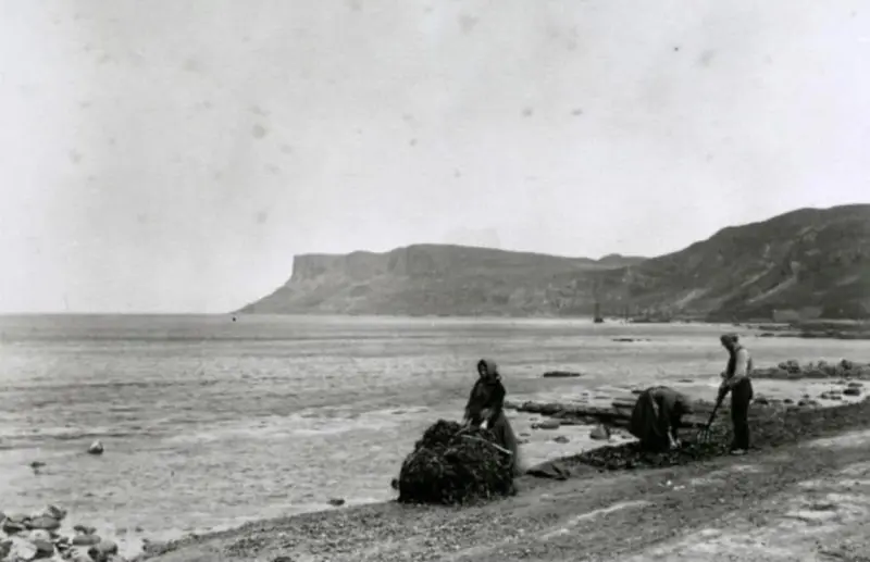 Kelp gatherers near Eris head