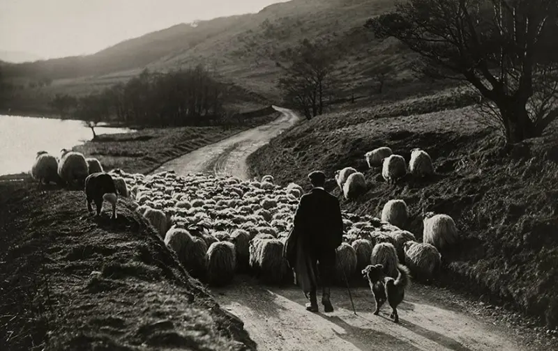 Shepherd and Flock