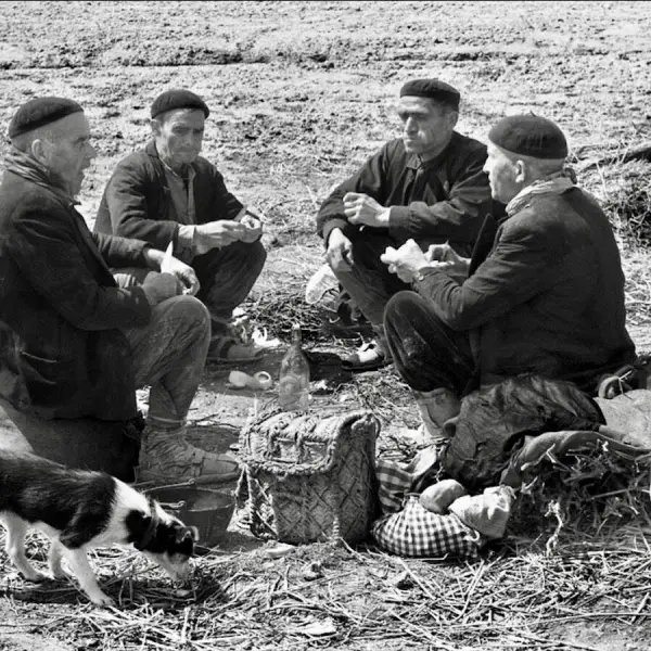 Labradores almorzando 