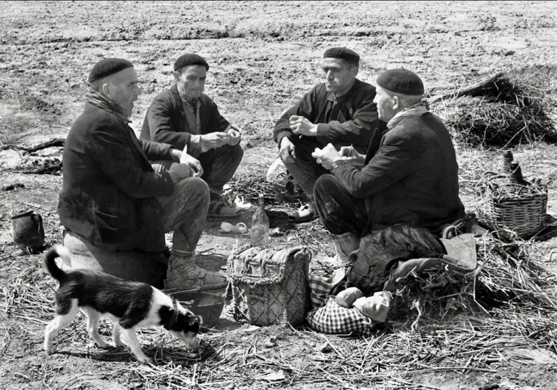 Labradores almorzando 