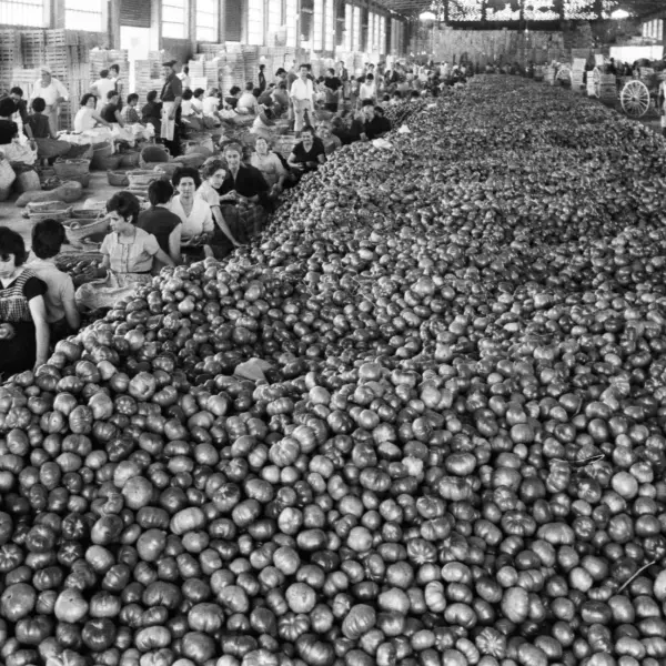 Montón de tomates en la Cooperativa.