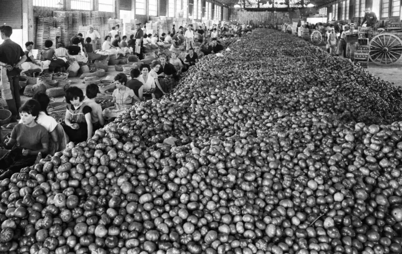 Montón de tomates en la Cooperativa.