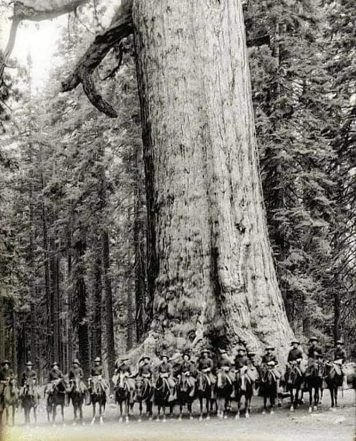 US cavalrymen pose for a sequoia tree in Yosemite