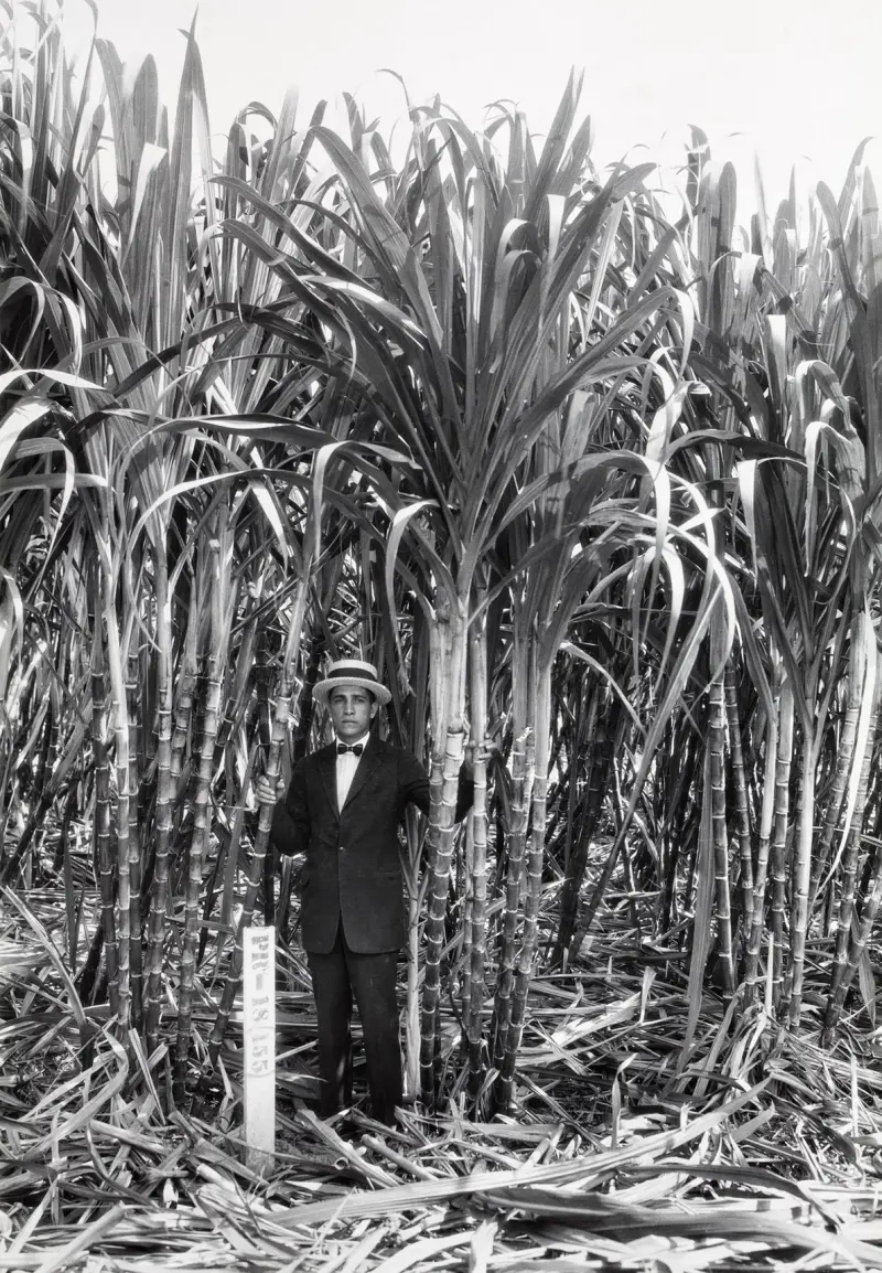 Cultivo de caña de azúcar