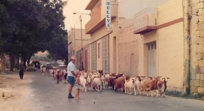 Farmer with Sheep