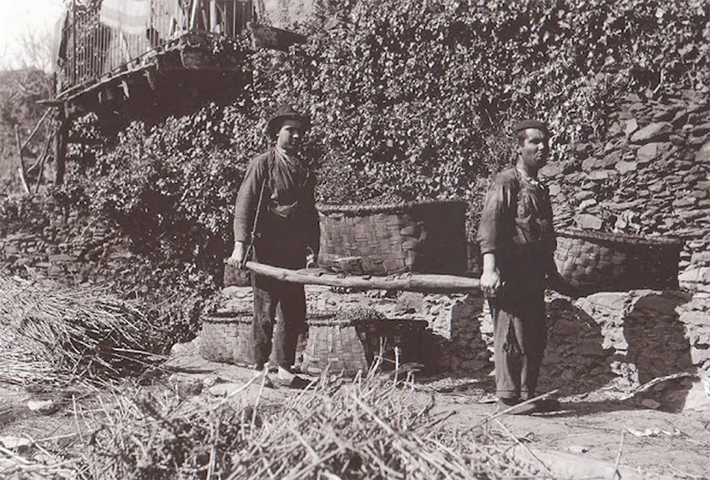 Transportando en un cesto de aceitunas