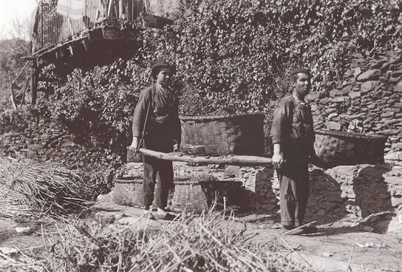 Transportando en un cesto de aceitunas