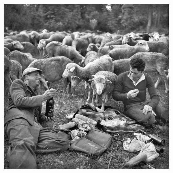 La transhumance