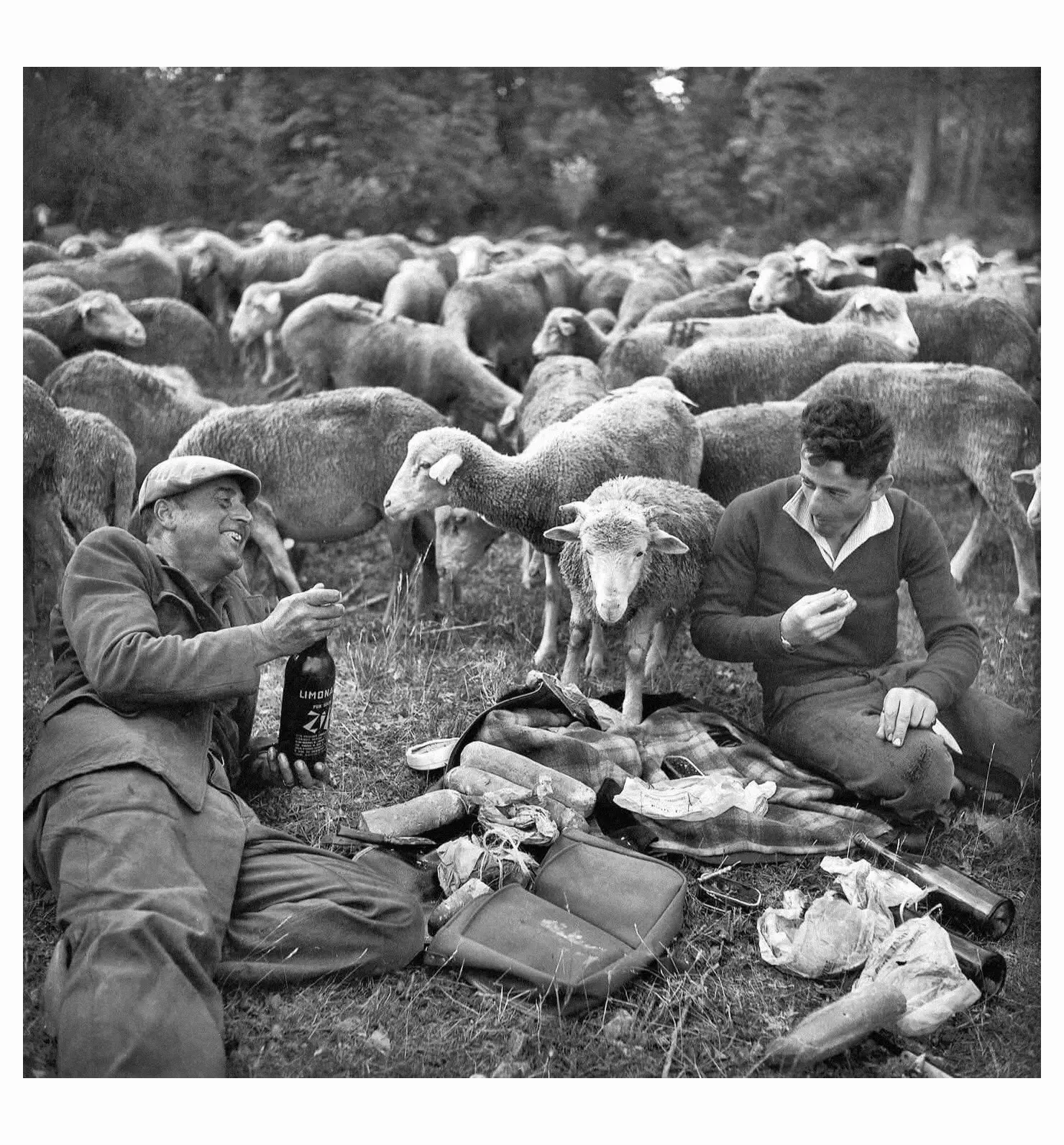 La transhumance La transhumance