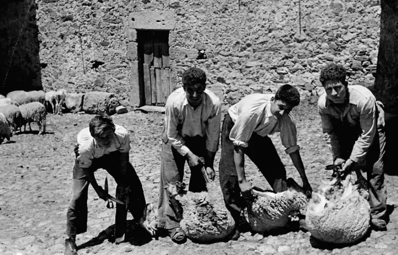 Esquilando las ovejas.