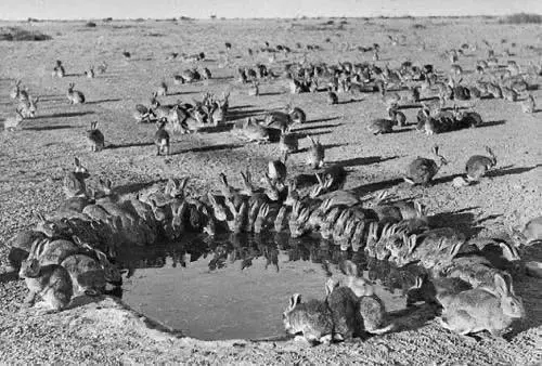 Rabbit Population Growth