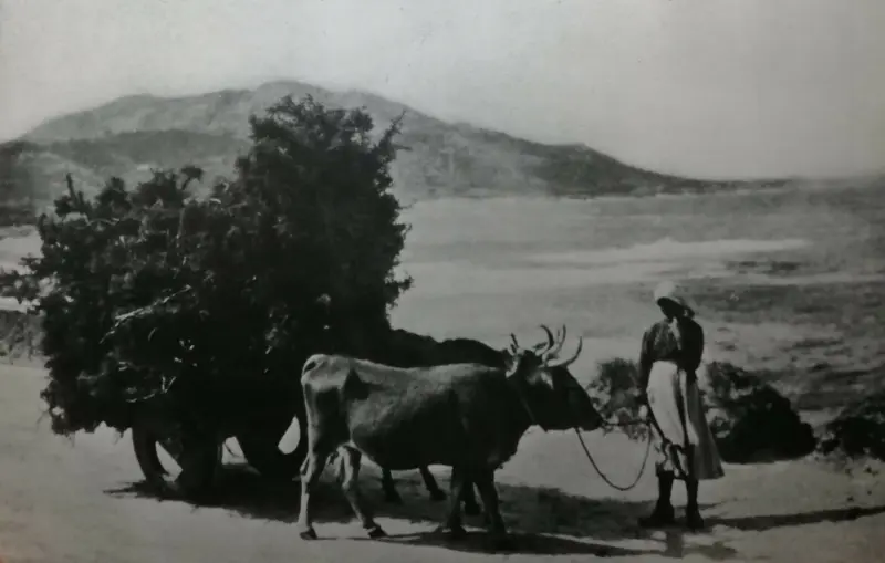 Mujer lleva el carro lleno de “estrume”,
