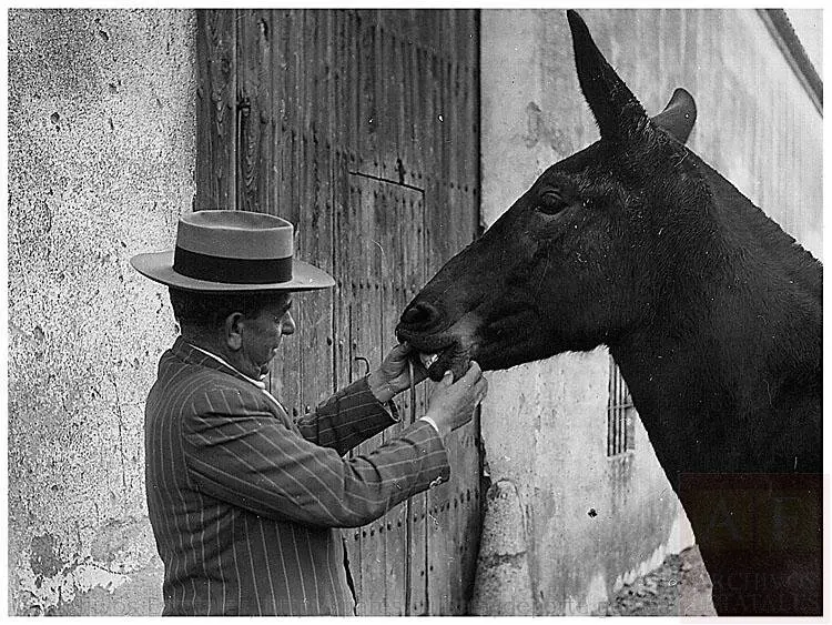 COMPROBANDO LA DENTADURA DEL CABALLO