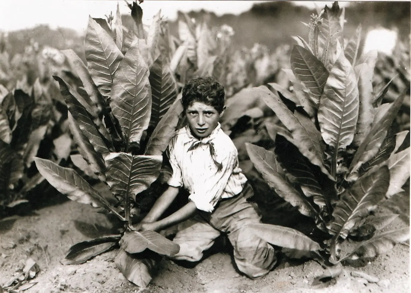  Gildersleeve Tobacco Farm