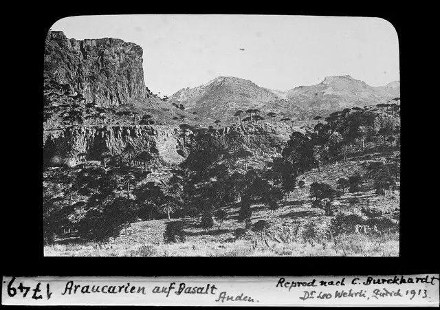 Araucarias sobre roca volcánica