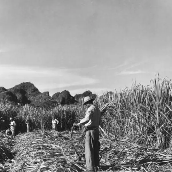 Obreros cortando caña 