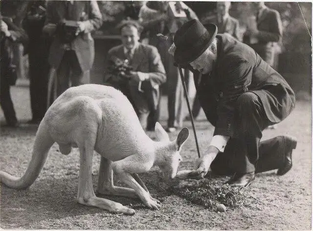 Winston Churchill Feeds an Albino Kangaroo