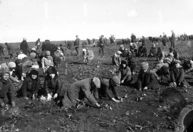 Picking frozen potatoes on the farm named after M. Demyan Bedny